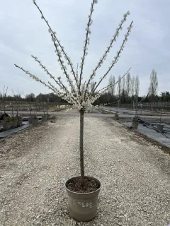 Pot 12L formé en gobelet sur une tige de 60-70 cm, hauteur totale de 125-150 cm (hors pot), plante âgée de 3 ans