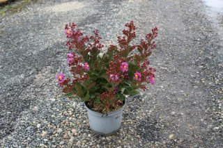 Pot 3L