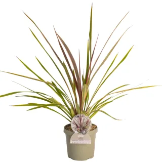 Pot 3,5L