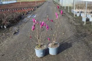 Pot 10L