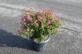 Pot 7.5L