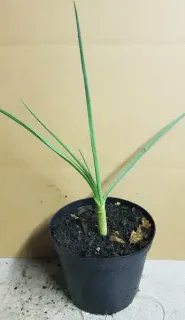 Pot 1.5L