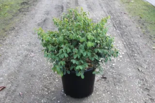 Pot 15L