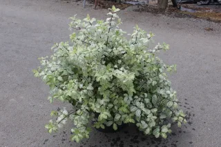 Pot 7.5L hauteur moyenne 60/80 cm (hors pot)