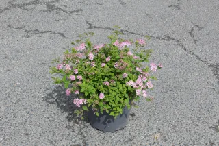 Pot 7.5L