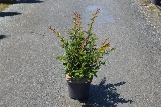 Pot 7.5L  Touffe