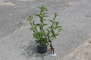 Pot 3L