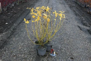 Pot 3L hauteur moyenne 60/80 cm (hors pot)