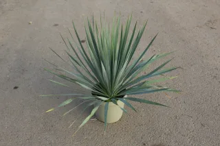 Pot 3.5L