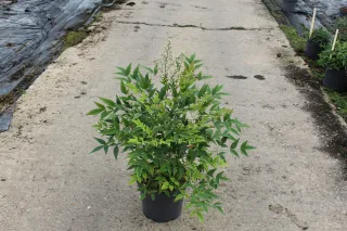 Pot 7.5L