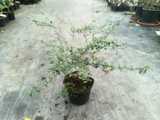 Pot 5L sur Volka - Tigette
