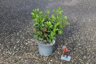 Pot 3L hauteur moyenne 20/30 cm (hors pot)