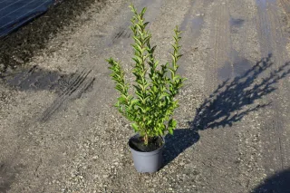 Pot 3L hauteur moyenne 80/100 cm (hors pot)
