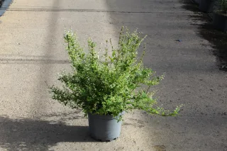 Pot 7.5L hauteur moyenne 40/60 cm (hors pot)