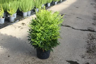 Pot 7.5L