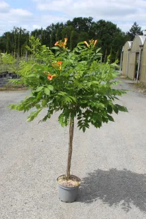 Pot 7.5L formé sur une courte tige de 80 à 100 cm. pour une hauteur totale de 120 à 140 cm