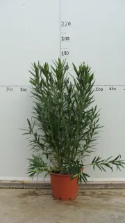 Pot 30L 100/120 cm