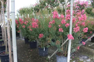 Pot 50L