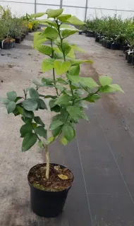 Pot 5L sur poncirus - formé en touffe