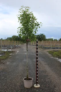Pot 15L Formé en demi-tige (tige 130 cm) – Hauteur 175/200 cm (hors pot)
