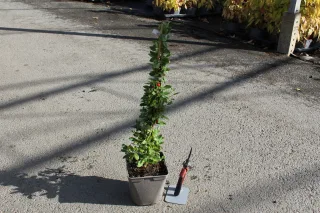 Pot 2L hauteur moyenne 20/40 cm (hors pot)