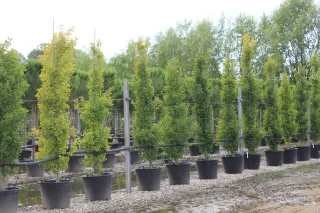 Pot 90L hauteur moyenne 250/300 cm (hors pot)