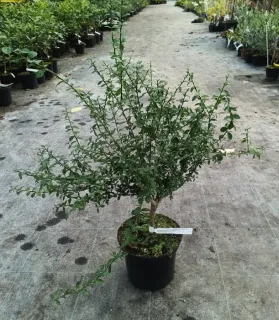 Pot 5L sur Volka - Tigette