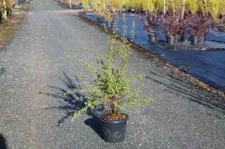 Pot 7.5L hauteur moyenne 60/80 cm (hors pot)