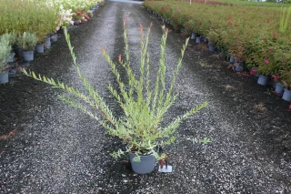 Pot 5L Touffe