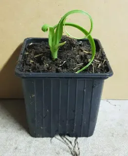 Pot GodetL