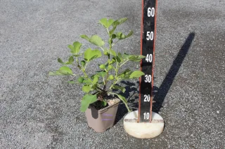 Pot 5L formé en ¼ de tige, hauteur totale de 60/80 cm (hors pot)