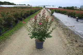 Pot 15L Touffe