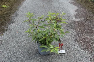 Pot 3L
