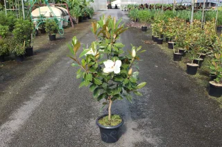 Pot 7.5L hauteur moyenne 100/125 cm (hors pot)