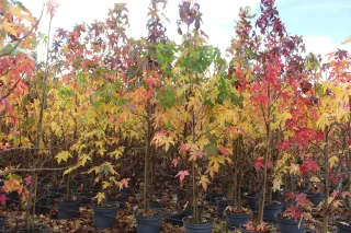 Pot 5L formé en baliveau hauteur variable entre 150-250 cm (hors pot)