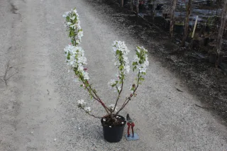 Pot 3L hauteur moyenne 80/100 cm (hors pot)