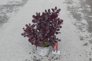 Pot 3L