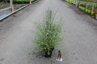 Pot 3L