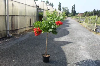 Pot 7.5L formé sur une courte tige de 80 à 100 cm. pour une hauteur totale de 120 à 140 cm