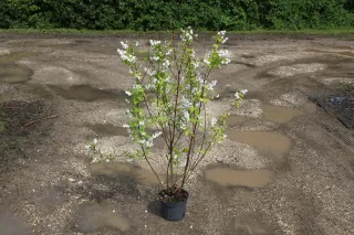 Pot 3L hauteur moyenne 80/100 cm (hors pot)