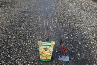 Pot 2L hauteur moyenne 20/40 cm (hors pot)