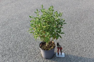 Pot 3L