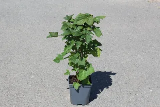 Pot 2L hauteur moyenne 20/40 cm (hors pot)