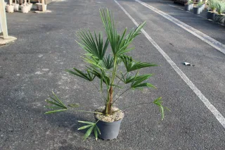 Pot 7.5L