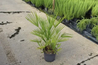 Pot 7.5L