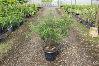 Pot 7.5L