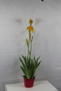Pot 2,5L