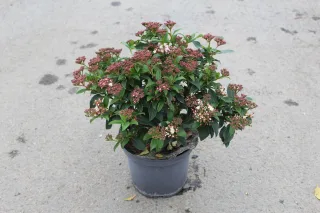 Pot 5L
