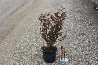 Pot 3L hauteur moyenne 40/60 cm (hors pot)