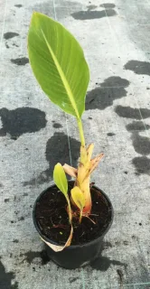 Pot 2.5L